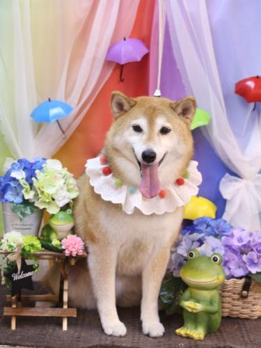 20230604こはるちゃん